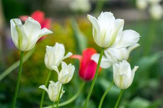 Blooming White And Pink Tulips
