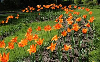 Orange Tulips In The Garden