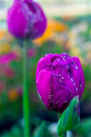 Closeup Of Purple Tulips