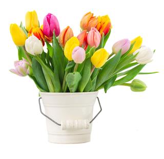 Bouquet Of Multicolored Tulip Flowers