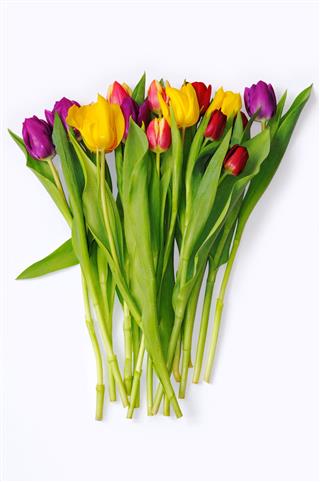 Bouquet Of Multicolored Tulips