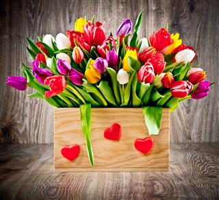 Tulips In The Box