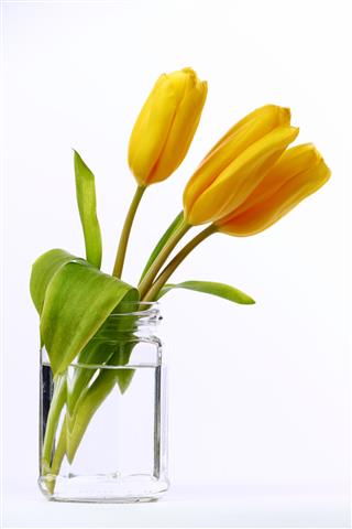 Yellow Tulips In A Glass Jar