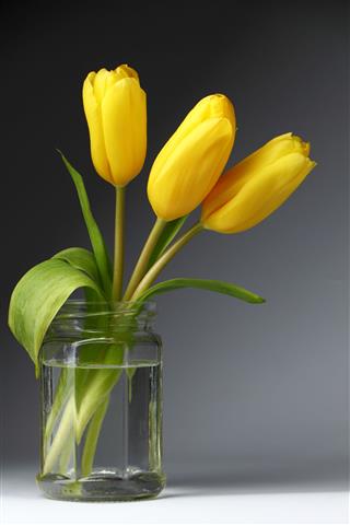 Yellow Tulips In A Glass Jar