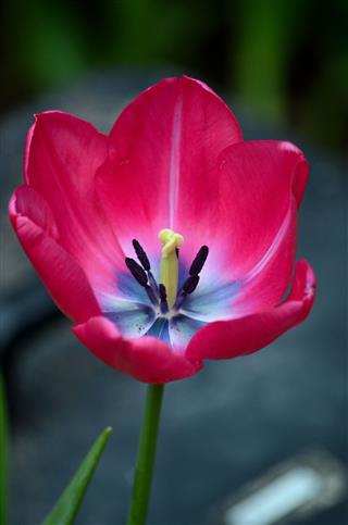 Red Tulip Blossom With Petals