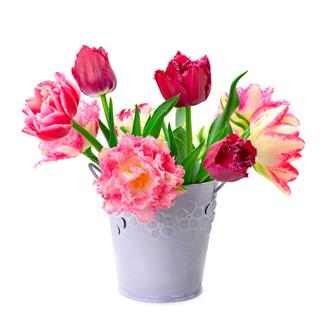 Bucket With Tulips