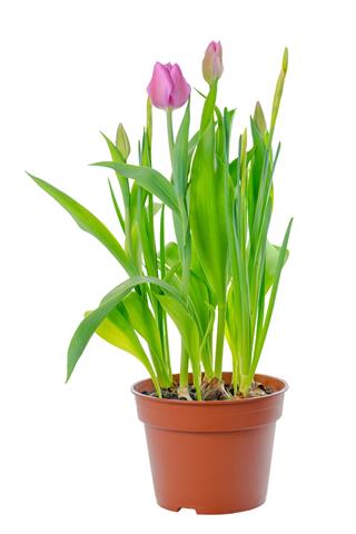 Blooming Pink Tulips With Green Leaves