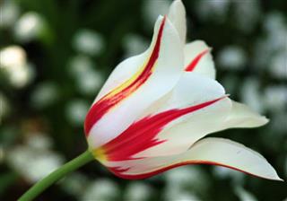 Tulip With Red And White Stripes