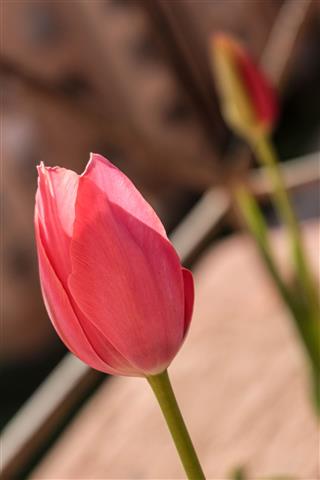 Red Tulip In A Balcony