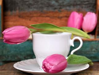 Pink Tulips With Cup And Saucer
