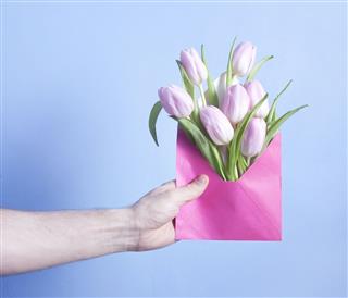 Pink Tulip Flowers In Hand