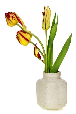 Tulips In Ceramic Pot