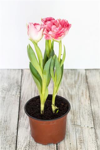 Beautiful Bouquet Of Pink Tulips