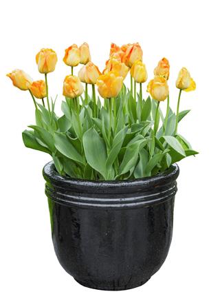 Tulips In The Pot