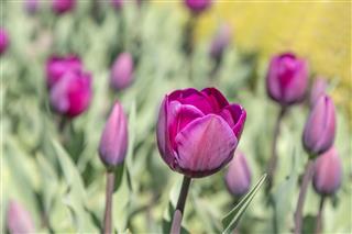 Purple Tulip Background