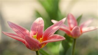 Tulip In Garden