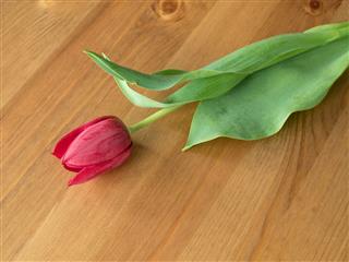 Red Tulip Lying On A Table