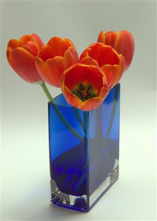 Orange Tulips In Blue Vase