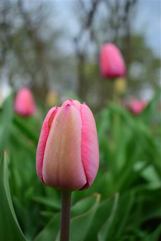 Buds Of Pink Tulips