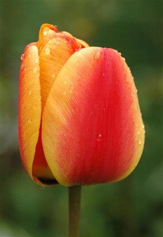 Red And Yellow Tulip
