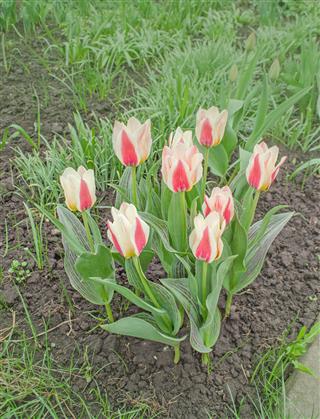 Red And White Color Tulips