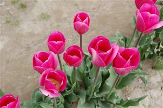 Bunch Of Pink Tulips