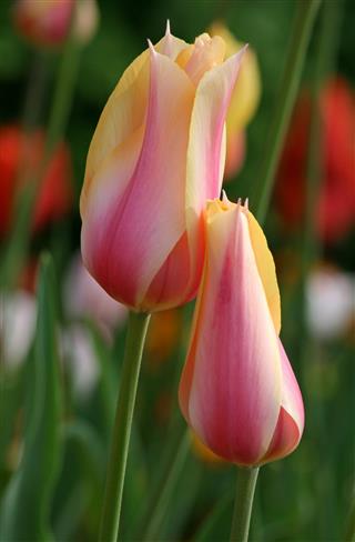 Tulips Before Sunrise