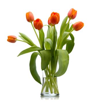 Seven Red Tulips In Glass Vase