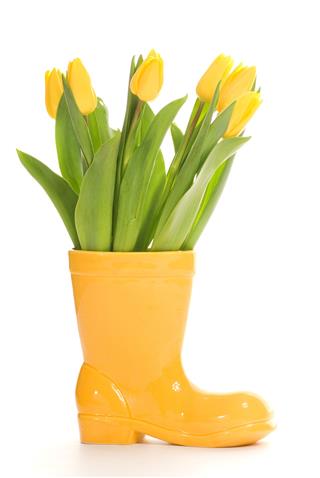 Fresh Tulips In Yellow Vase