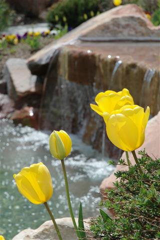 Yellow Tulips And Waterfall