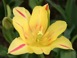 Beautiful Yellow Tulip