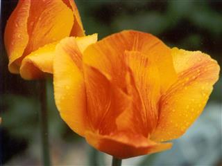 Beautiful Tulips In Yellow And Orange