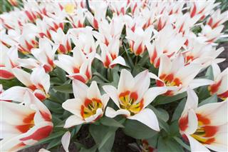 Flower Bed Of Multi Colored Tulips