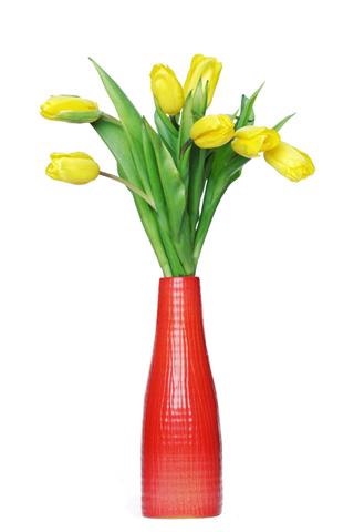 Yellow Tulips In Vase On White