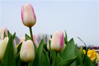Pastel Tulips In April