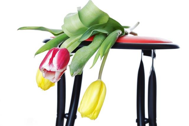 Tulips Lying On Chair