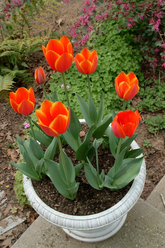 Tulips In Garden