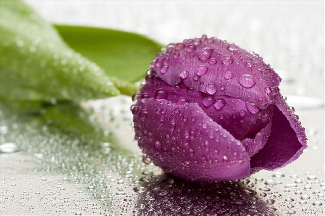 Purple Tulip With Water Drops