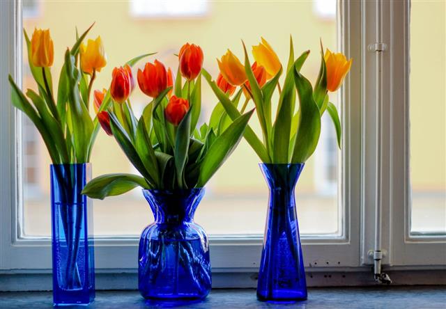 Three Blue Vases With Tulips