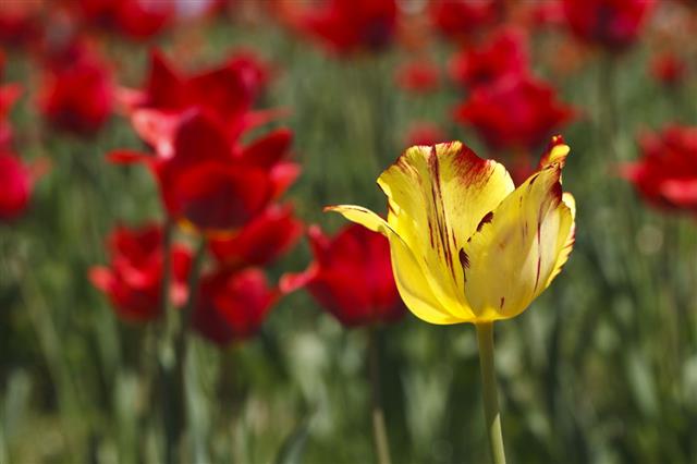 Beautiful Blooming Tulip