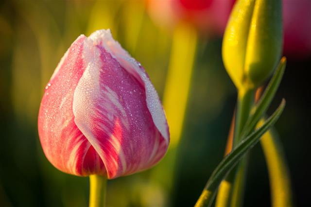 Closeup Of Dew On A Tulip