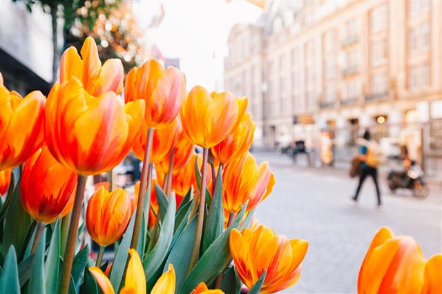 Tulips And Amsterdam