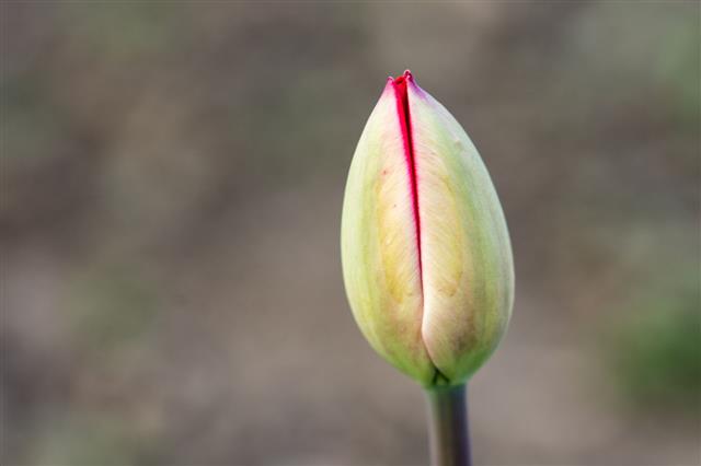 Closed Flower Head Of Red Tulip