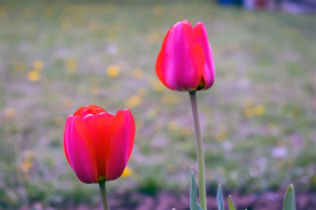 Flower Tulips Under Sunlight