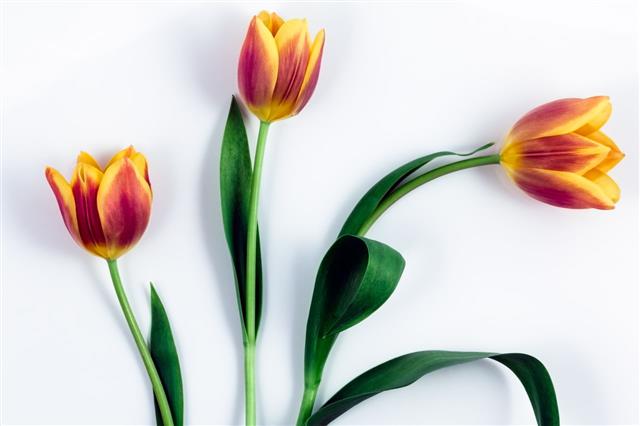 Three Tulip Flowers