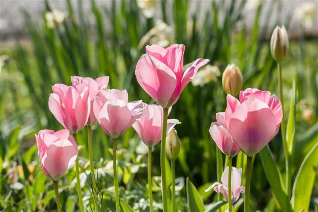 Pink Tulips In The Backlight
