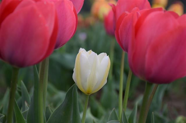 White Tulip Among Red Tulips