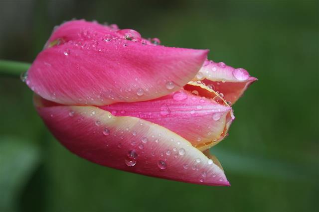 Tulip With Dew Drops