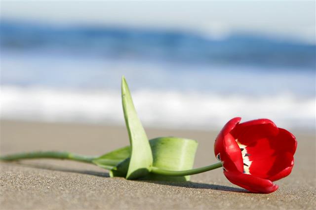 Tulip On Beach