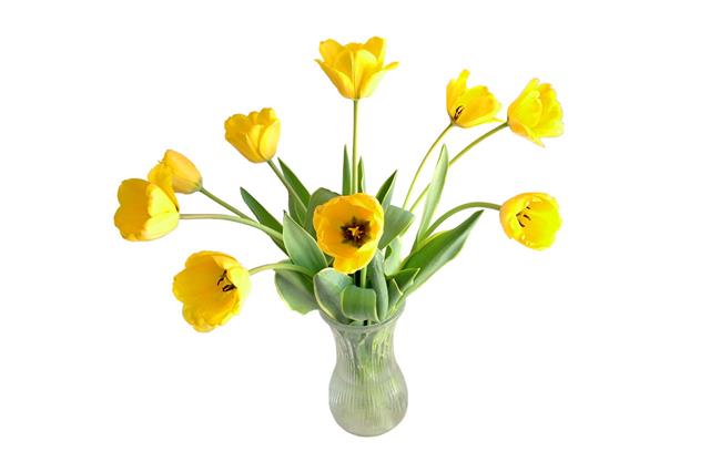 Bouquet Of Yellow Tulips